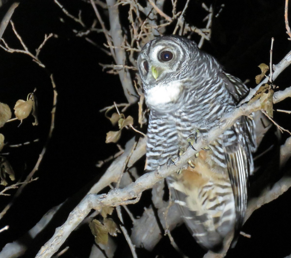 Chaco Owl - samuel olivieri bornand