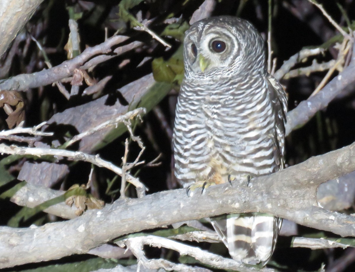 Chaco Owl - samuel olivieri bornand