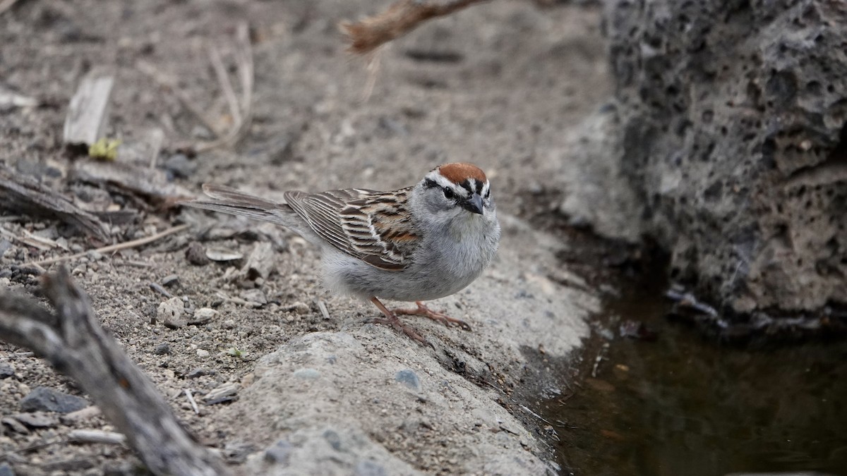 Chipping Sparrow - ML588620751
