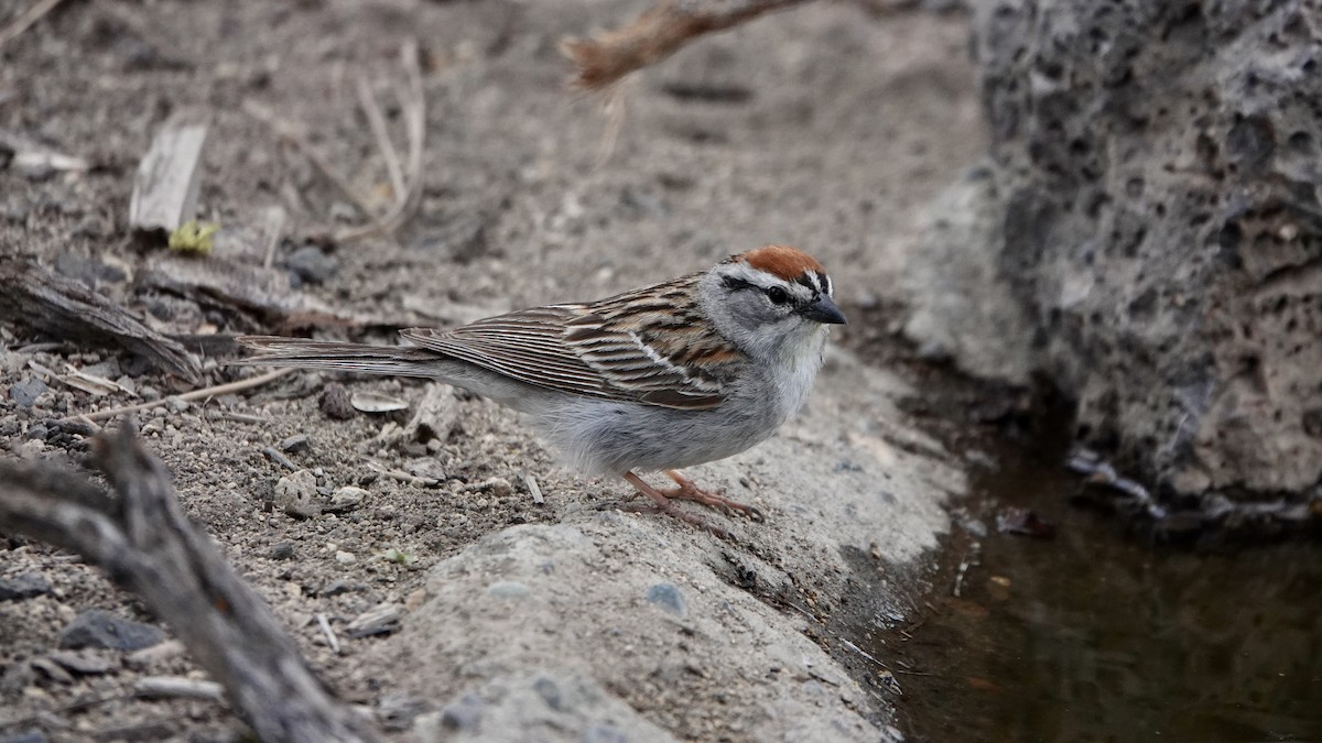 Chipping Sparrow - ML588620761