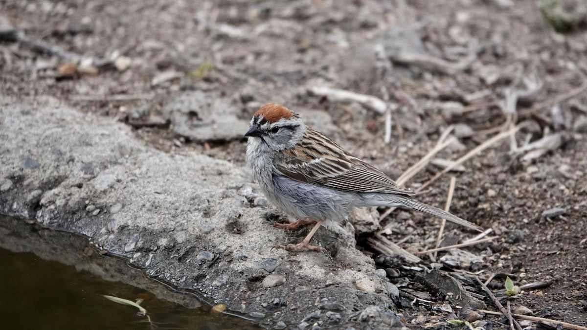 Chipping Sparrow - ML588620771