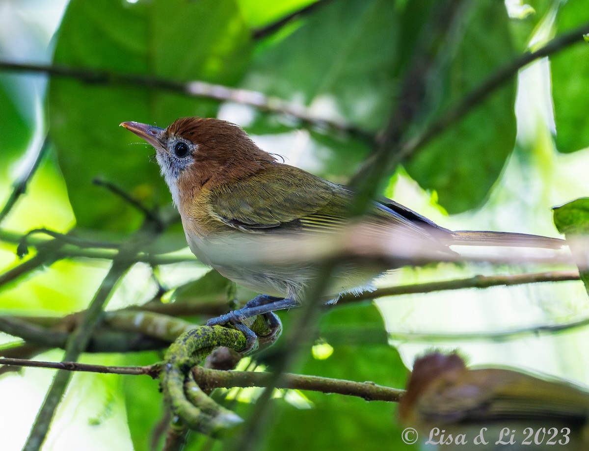 Rufous-naped Greenlet - ML588620881