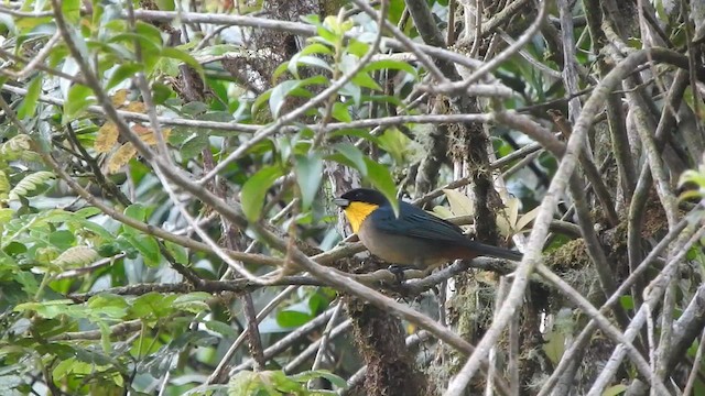 Yellow-throated Tanager - ML588621861