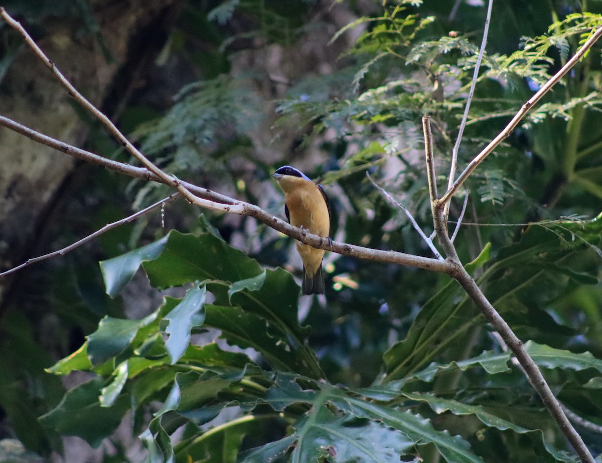 Fawn-breasted Tanager - ML588622481