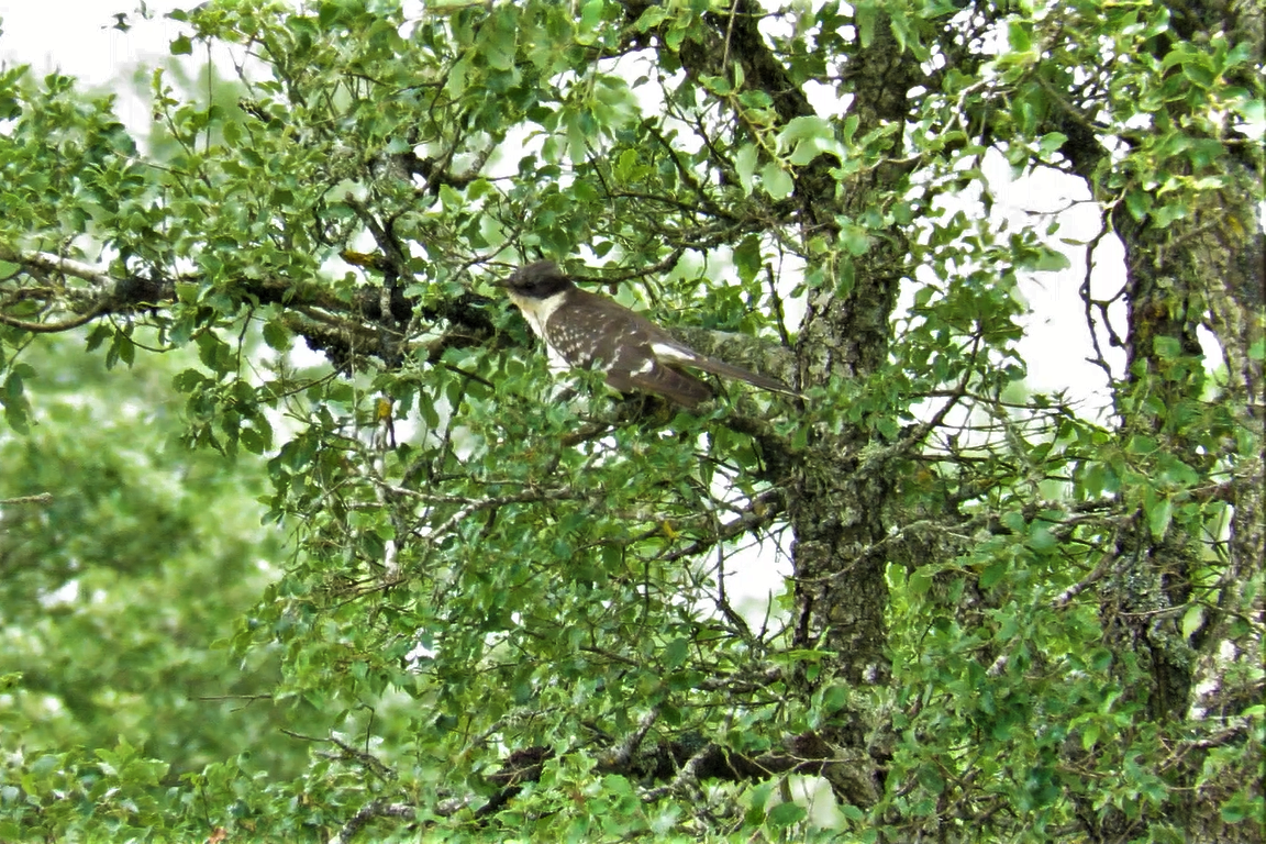 Great Spotted Cuckoo - ML588632191