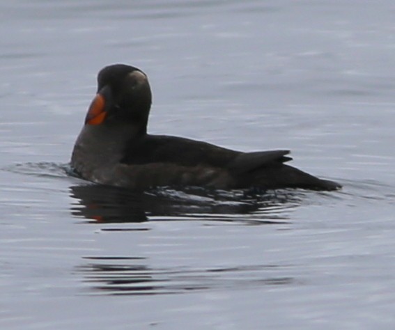 Tufted Puffin - ML588632221