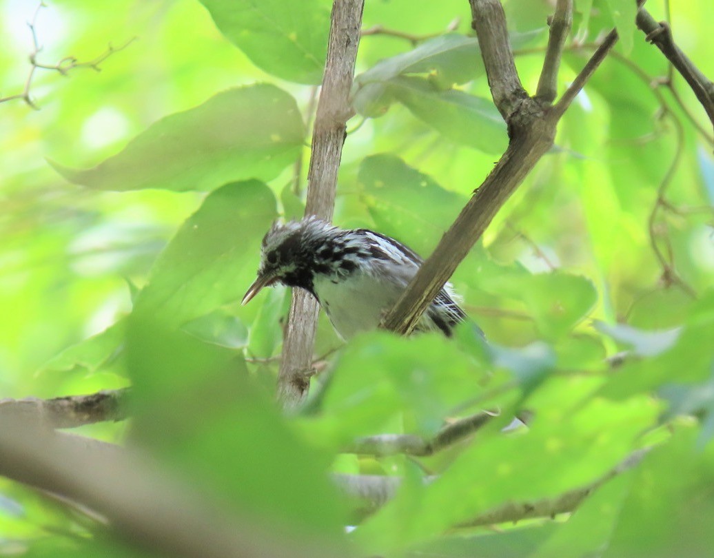 Black-and-white Warbler - ML588636591