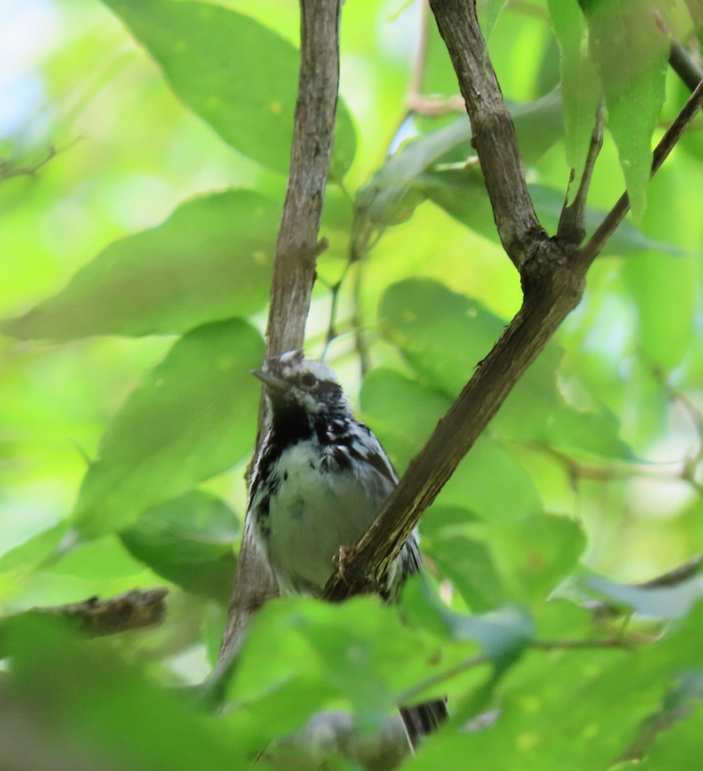 Black-and-white Warbler - ML588636601