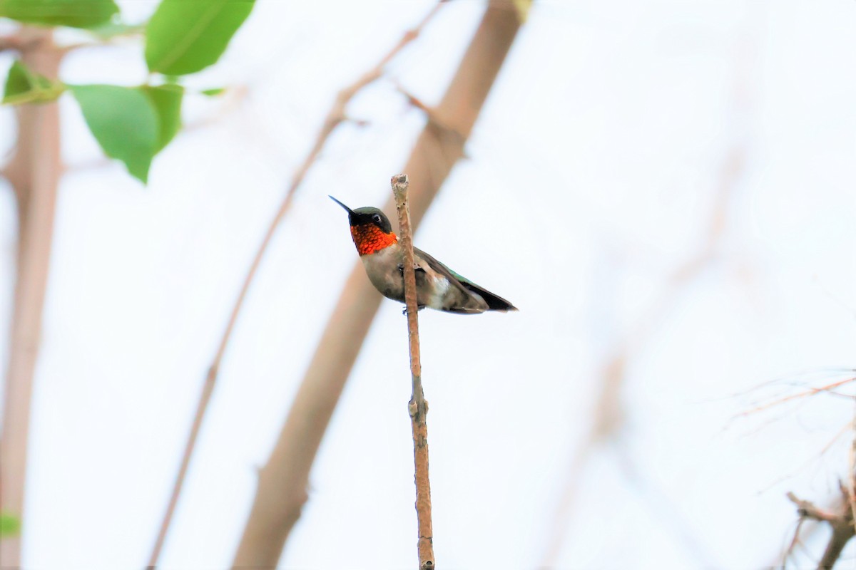Ruby-throated Hummingbird - ML588646231