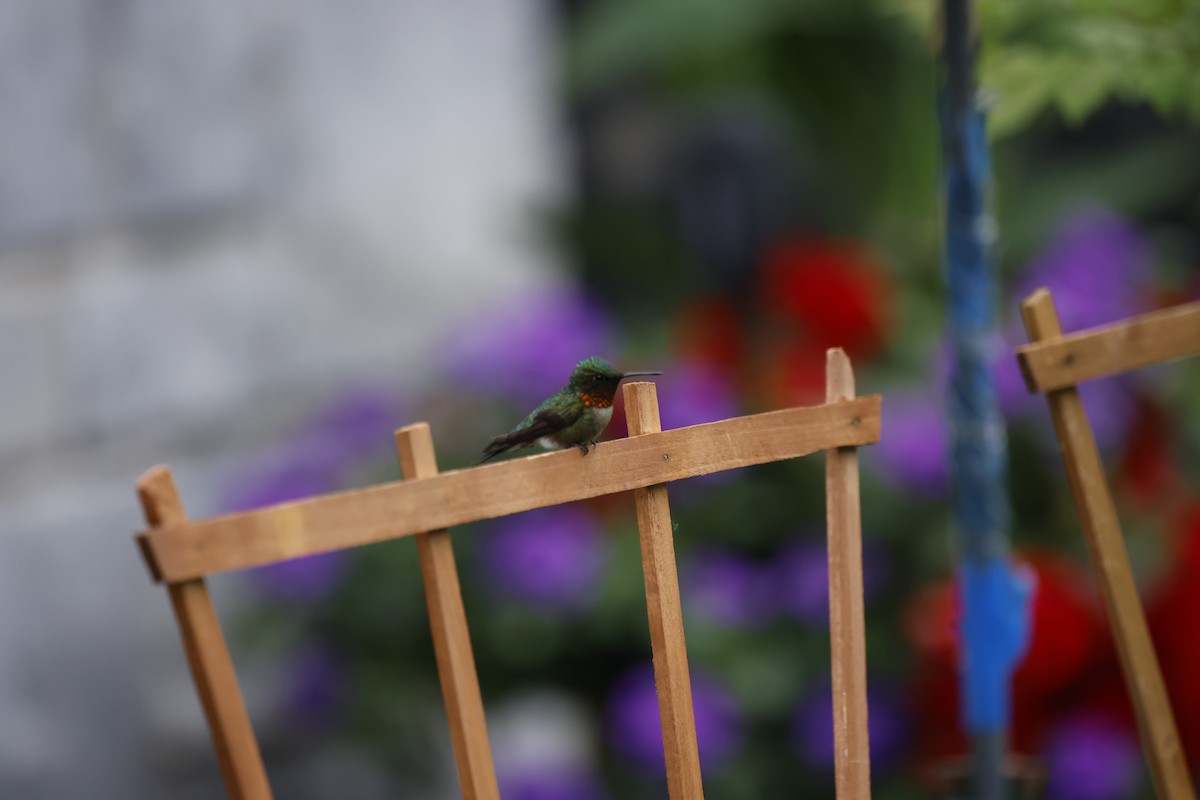 Ruby-throated Hummingbird - ML588646251