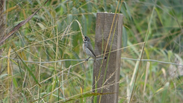 Double-collared Seedeater - ML588646351