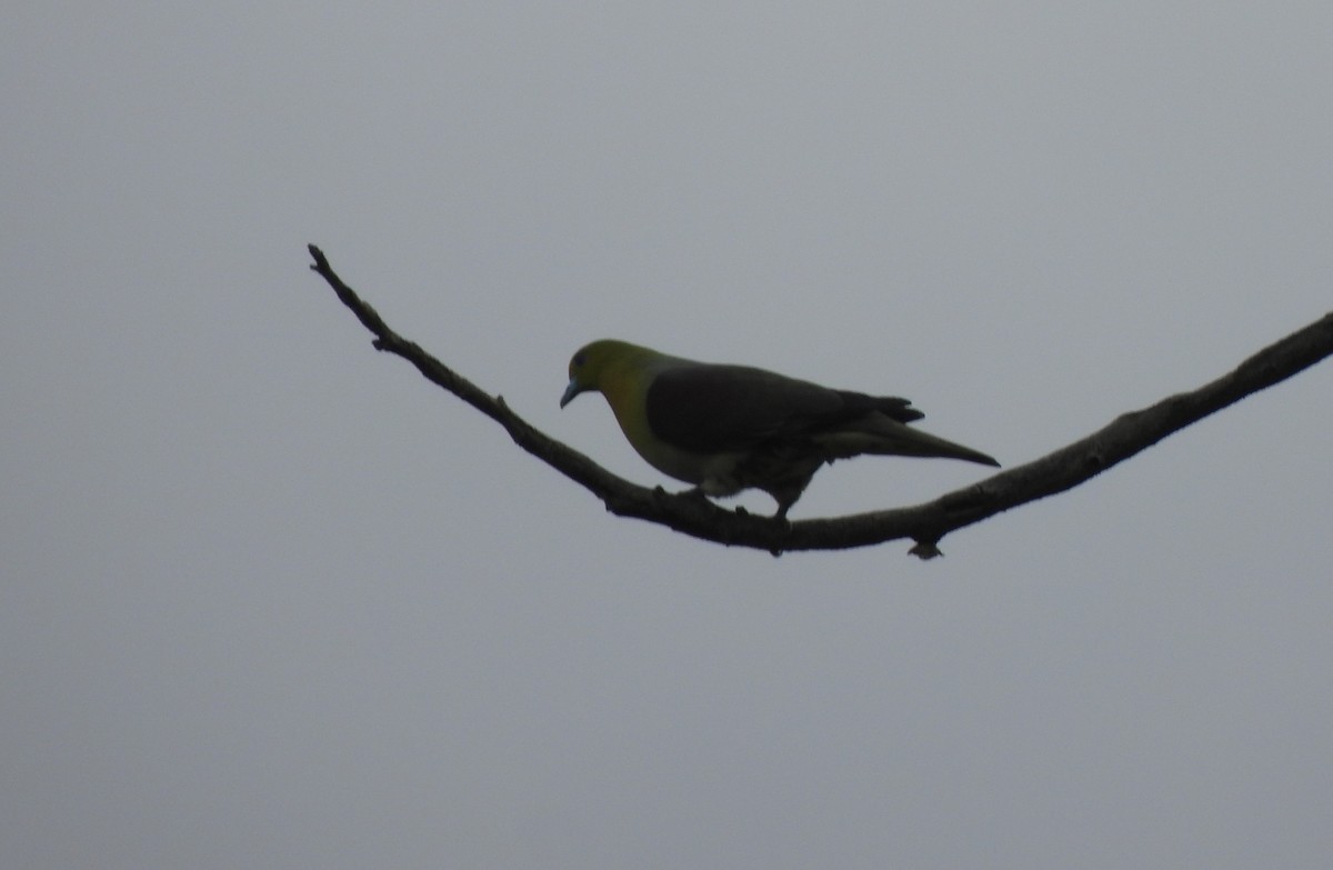 White-bellied Green-Pigeon - The Hutch