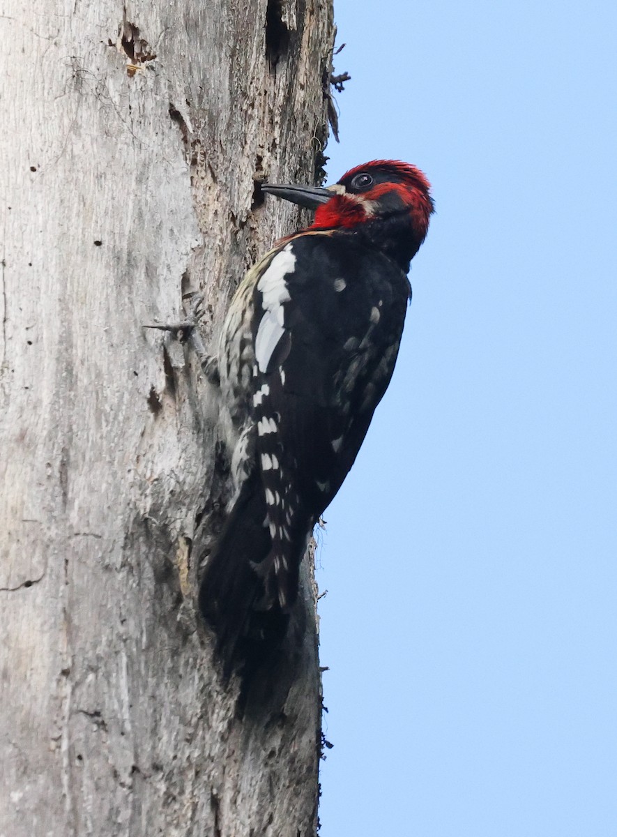 Red-naped x Red-breasted Sapsucker (hybrid) - ML588650191