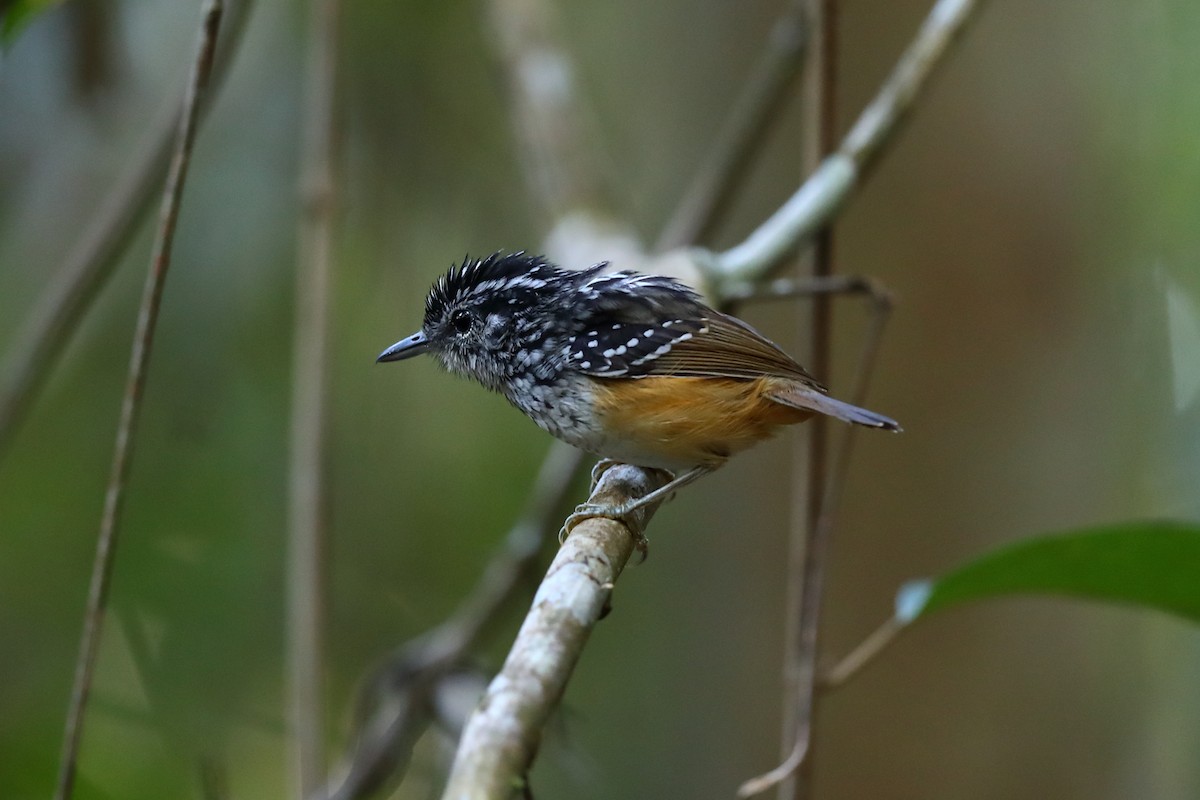 Rondonia Warbling-Antbird - ML588654491