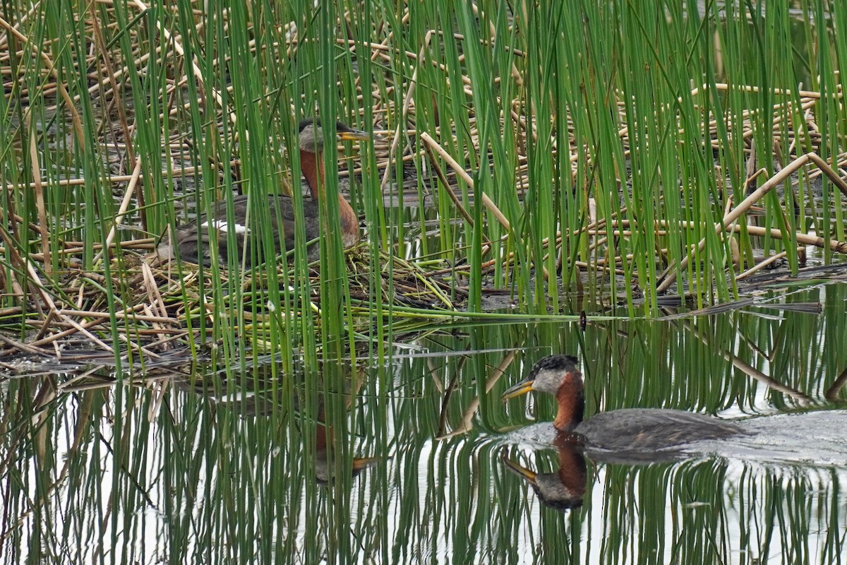 Red-necked Grebe - ML588654671