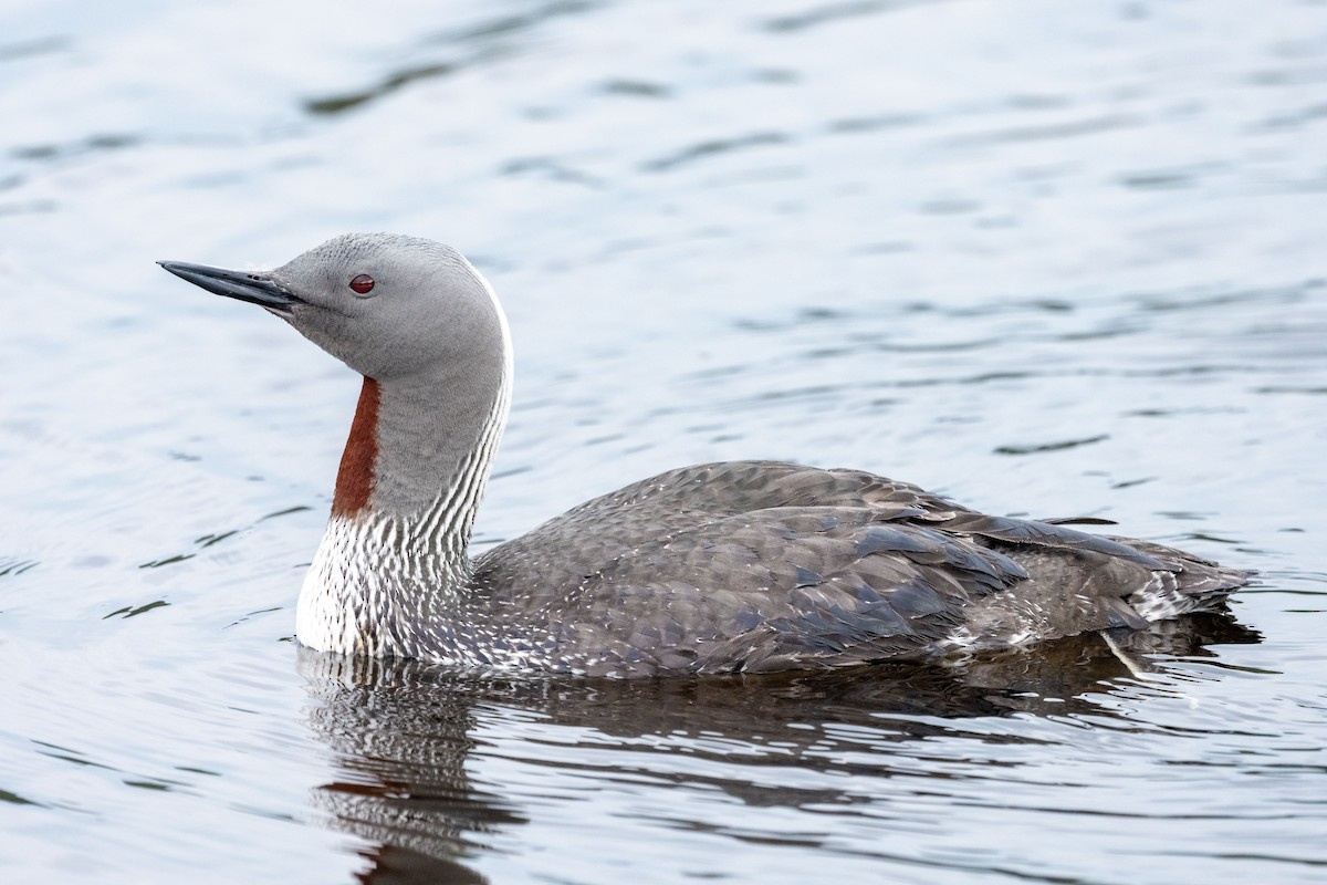 Red-throated Loon - ML588656451