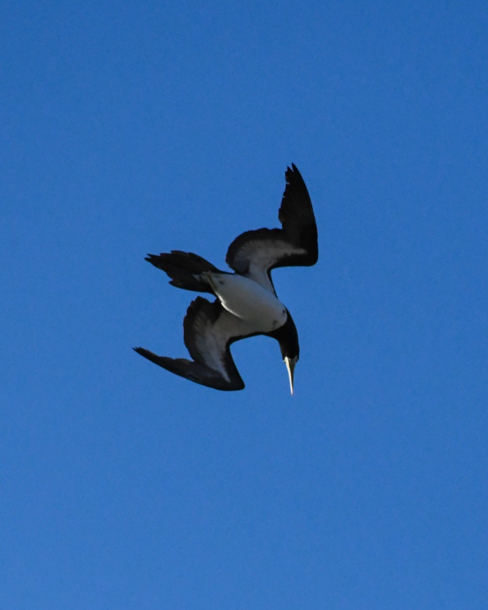 Brown Booby - ML588659671