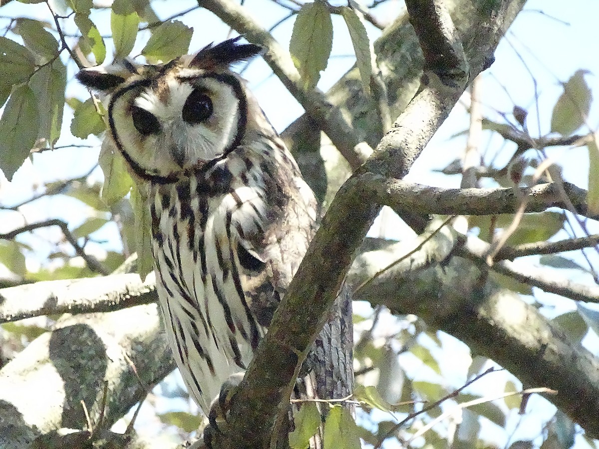 Striped Owl - Francisco Giúdice
