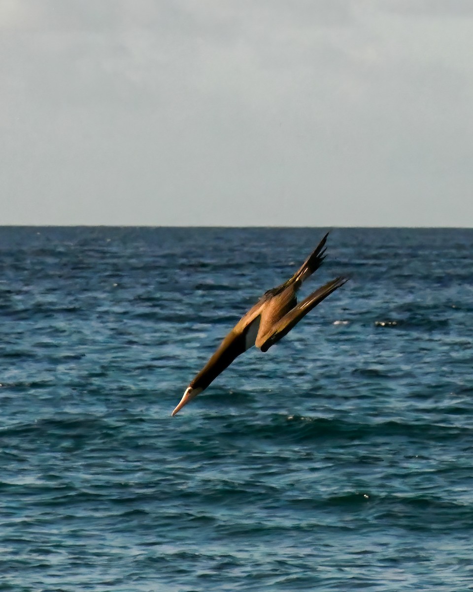Brown Booby - Lupa Foto
