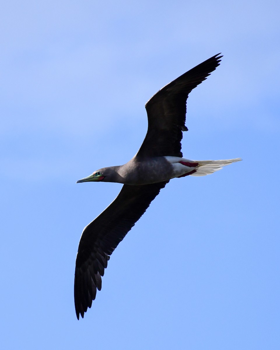 Brown Booby - ML588661051