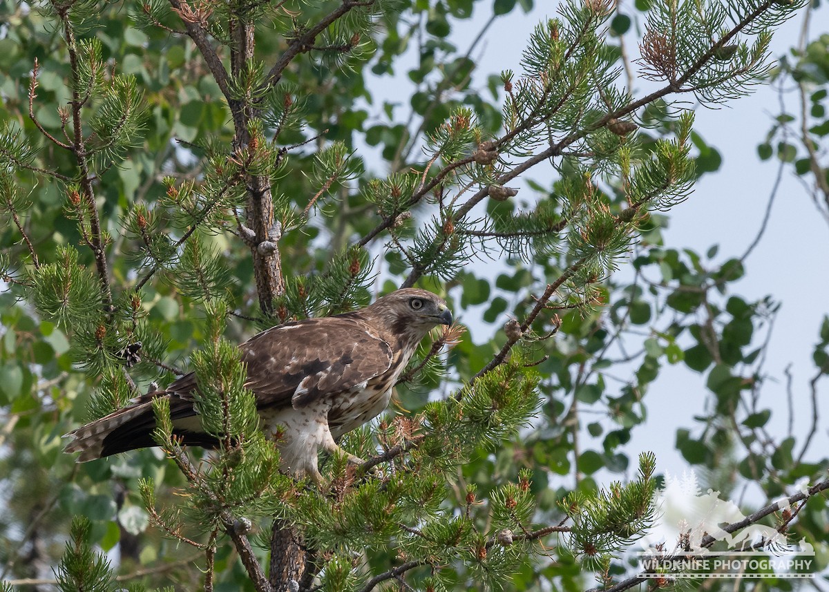 Red-tailed Hawk - ML588662511