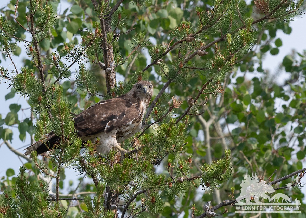 Red-tailed Hawk - ML588662521