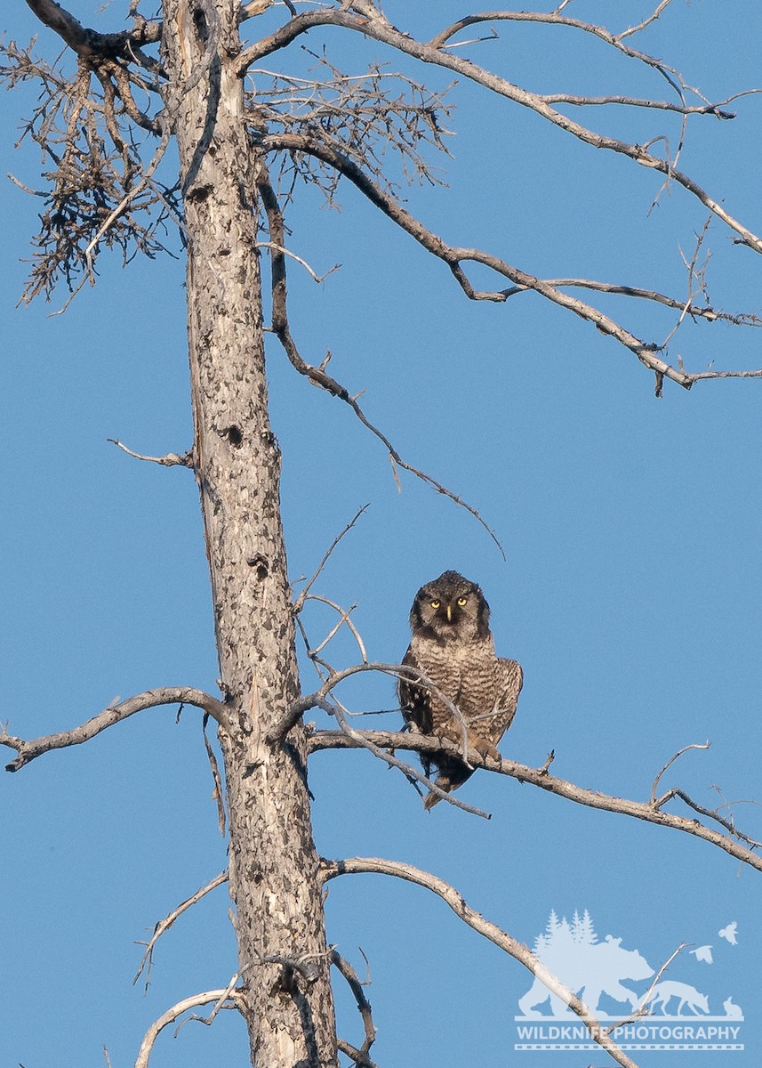 Northern Hawk Owl - ML588663111