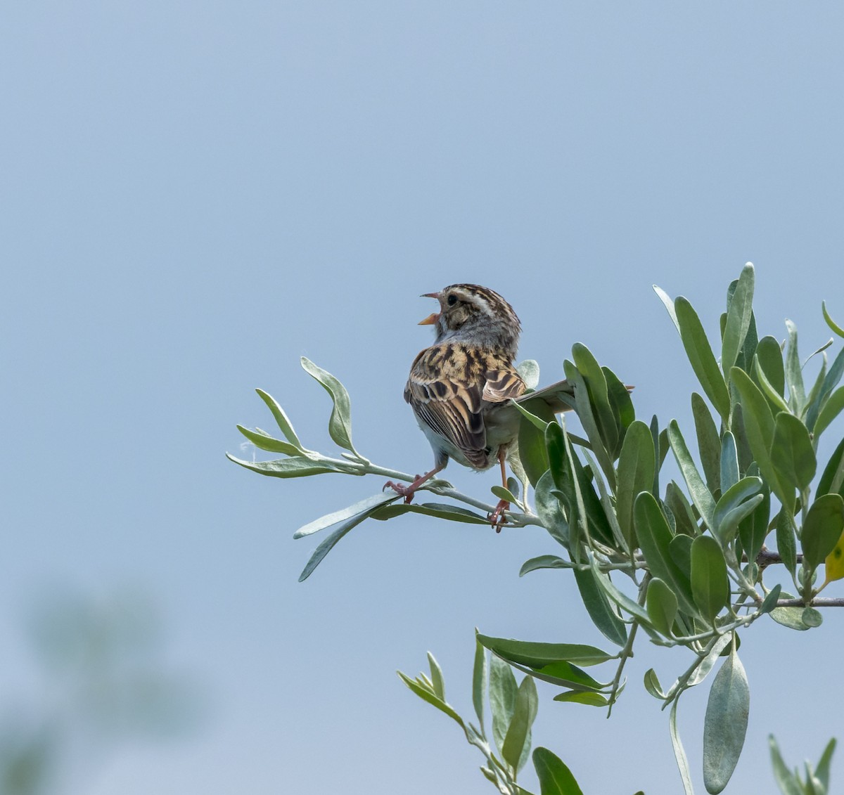Clay-colored Sparrow - ML588663241