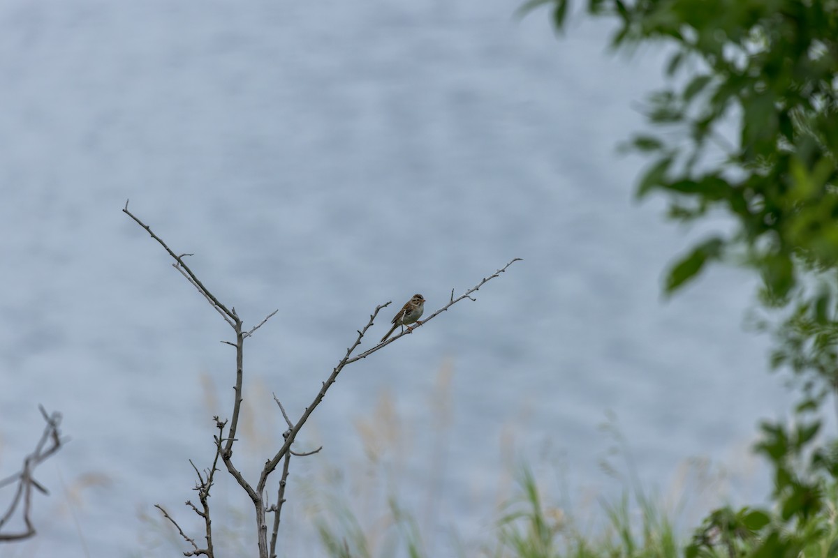 Clay-colored Sparrow - ML588663261