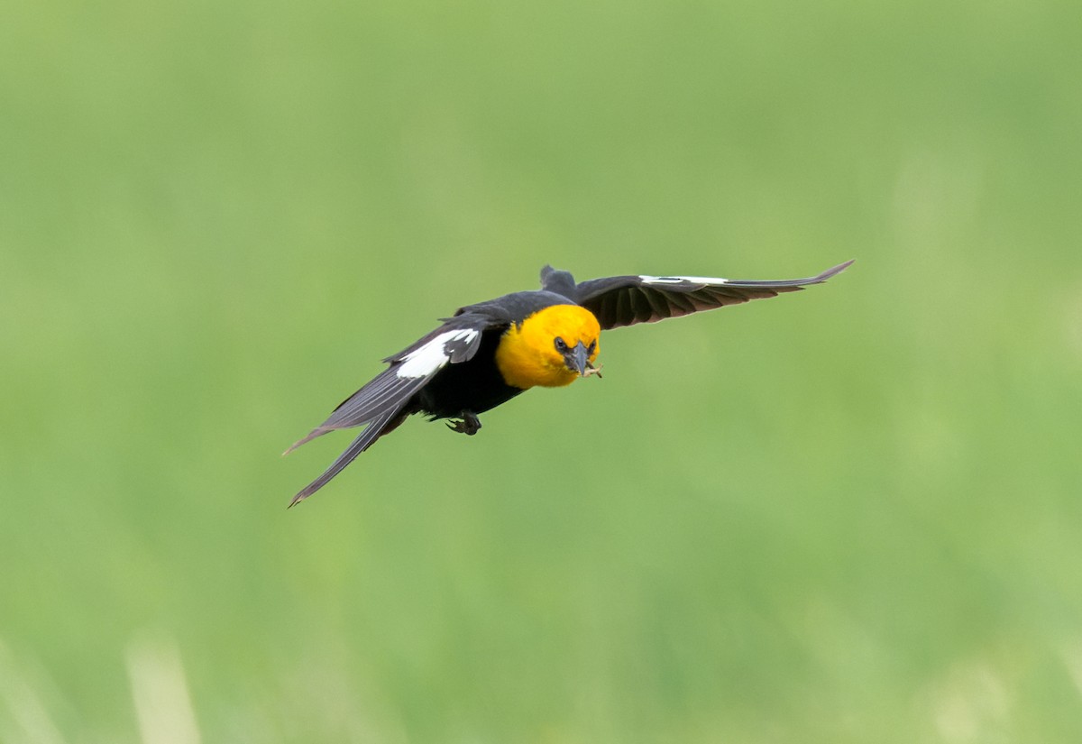 Yellow-headed Blackbird - ML588663331