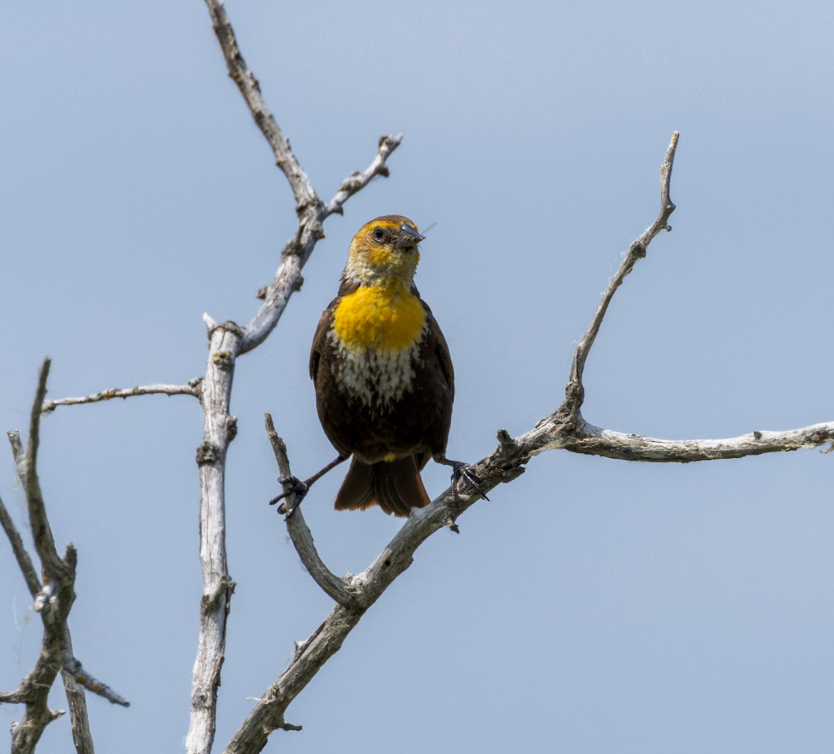 Yellow-headed Blackbird - ML588663351