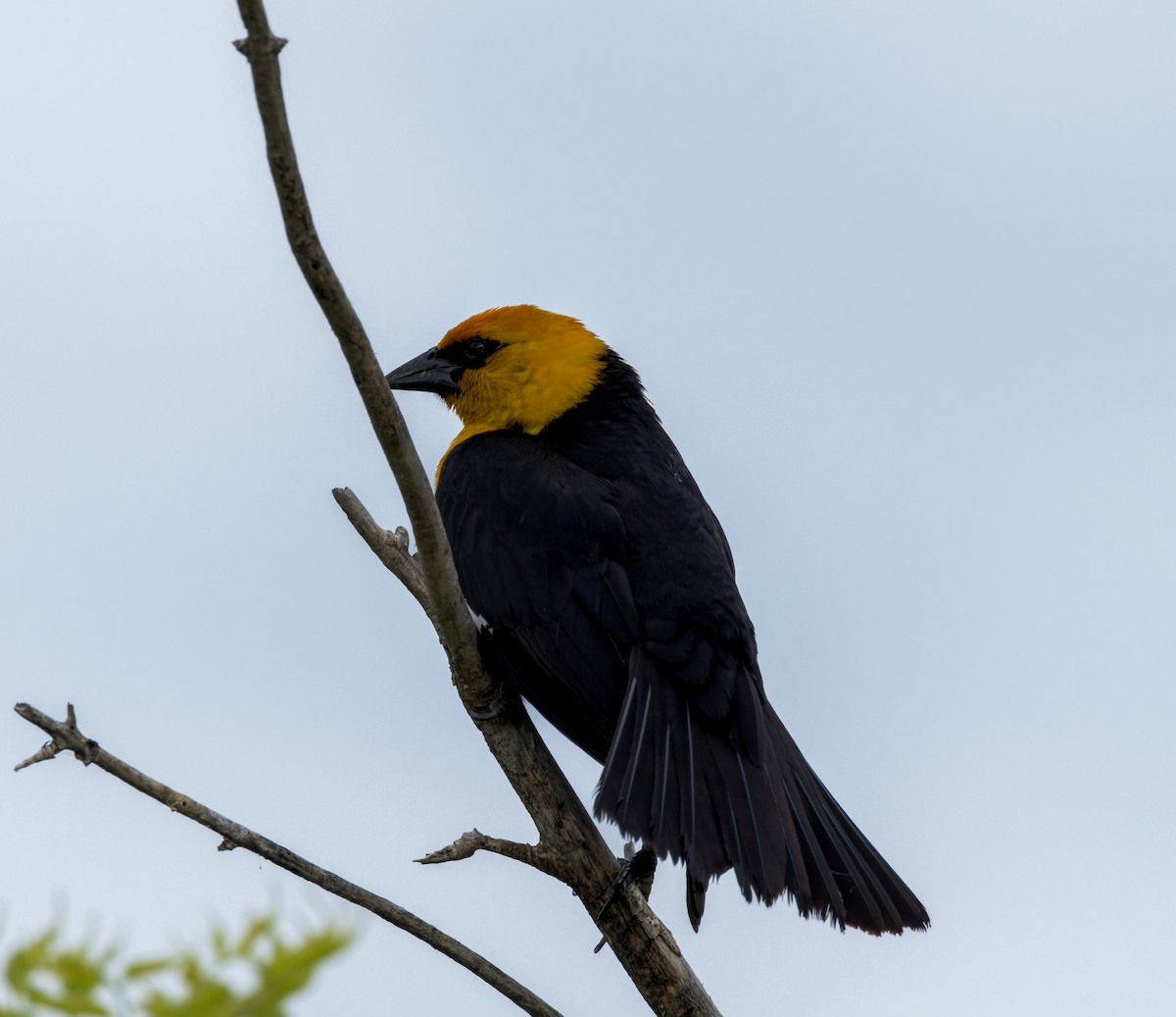 Yellow-headed Blackbird - ML588663361