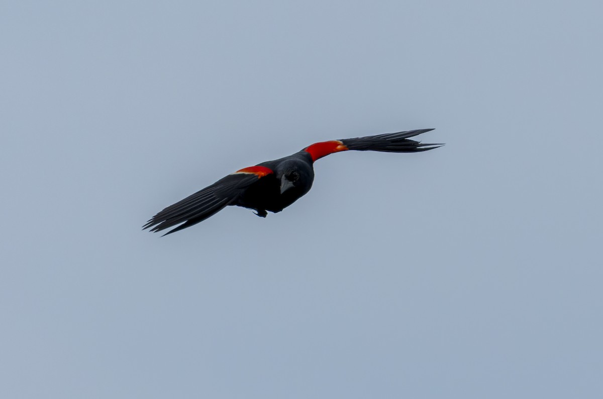 Red-winged Blackbird - ML588663401