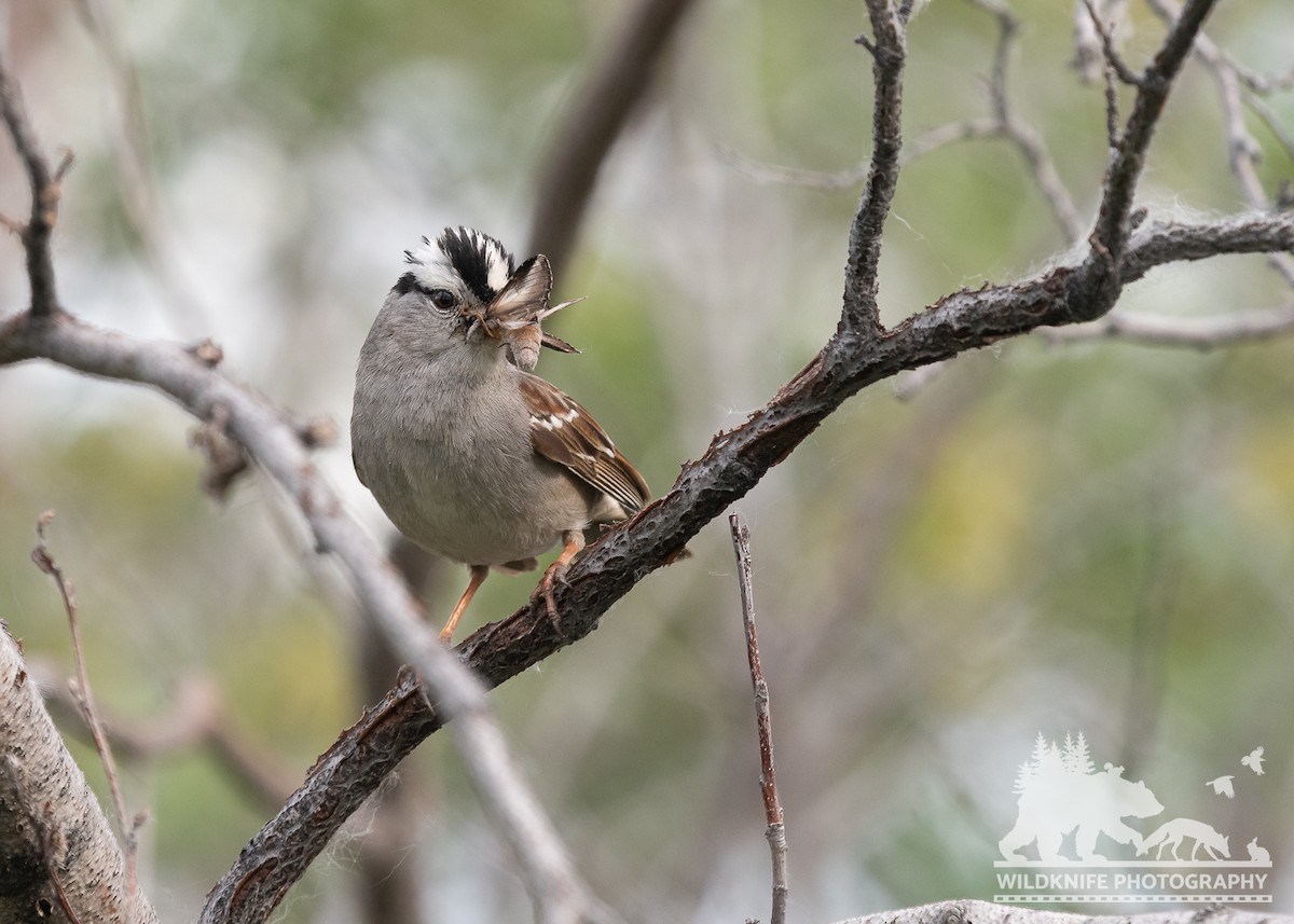 White-crowned Sparrow - ML588669091