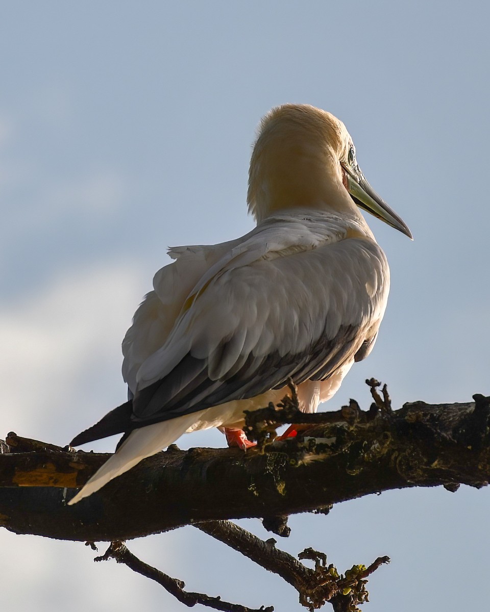 Red-footed Booby - ML588669431