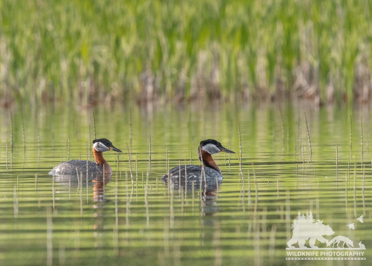Red-necked Grebe - ML588669951