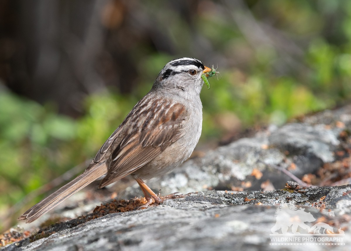 White-crowned Sparrow - ML588672361