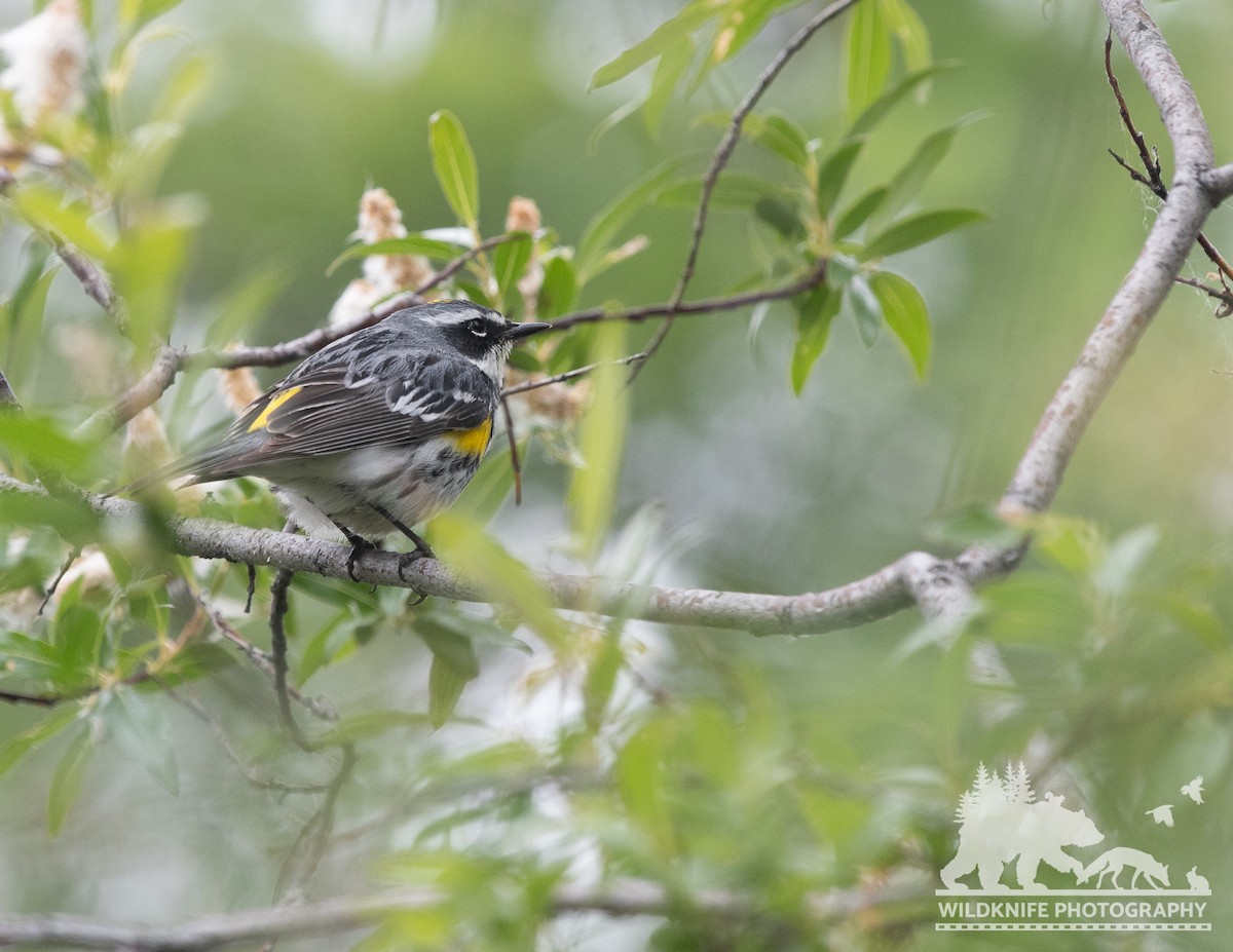 Yellow-rumped Warbler (Myrtle) - ML588672551