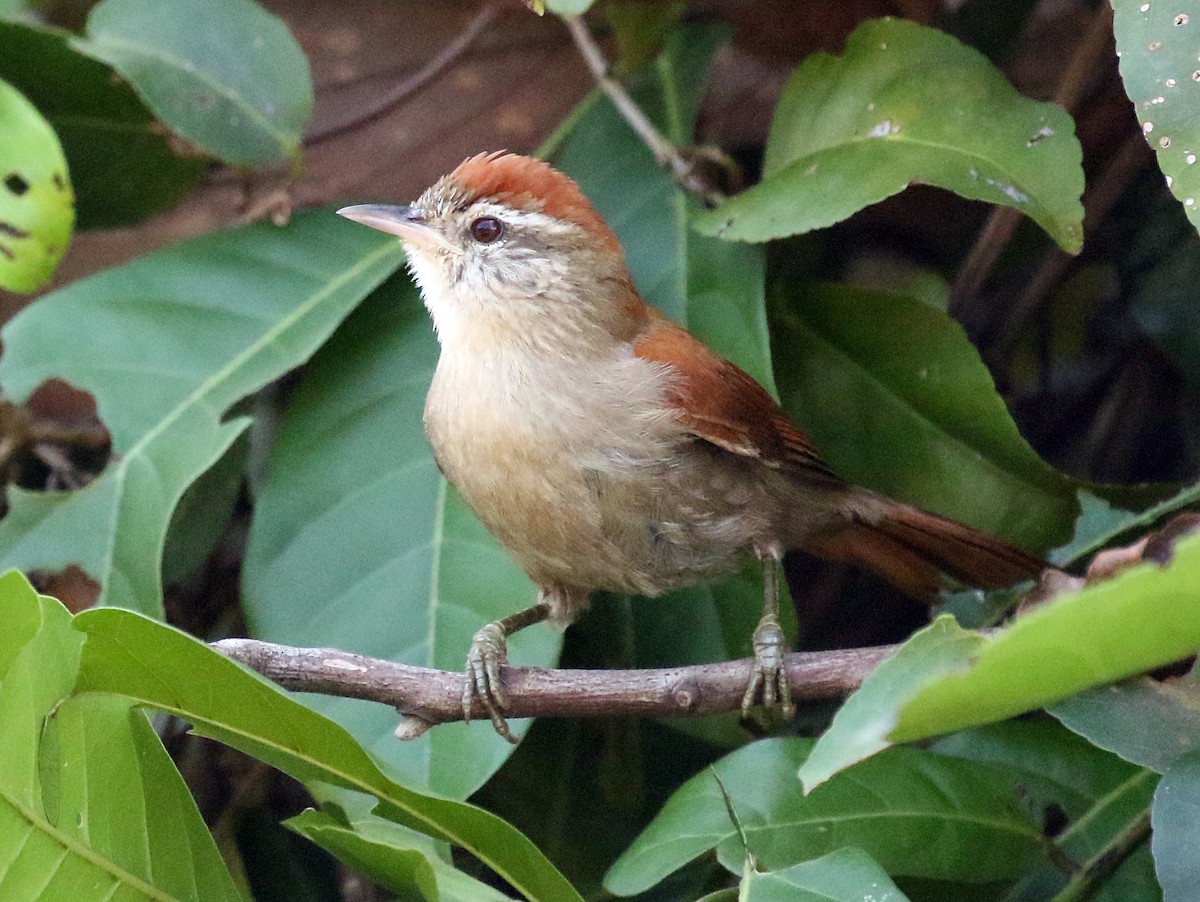 Rusty-backed Spinetail - Charlotte Byers