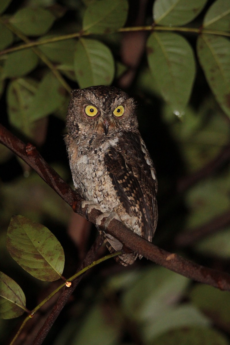 Sulawesi Scops-Owl - ML58867781