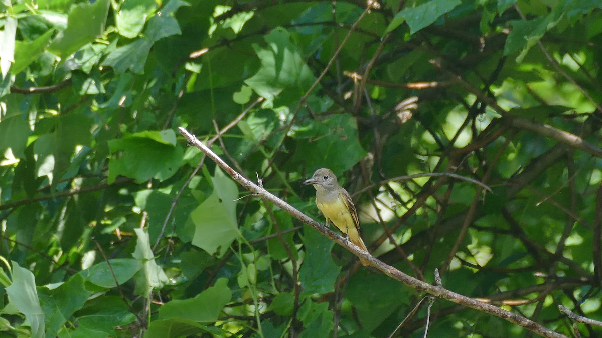 Great Crested Flycatcher - ML588678881