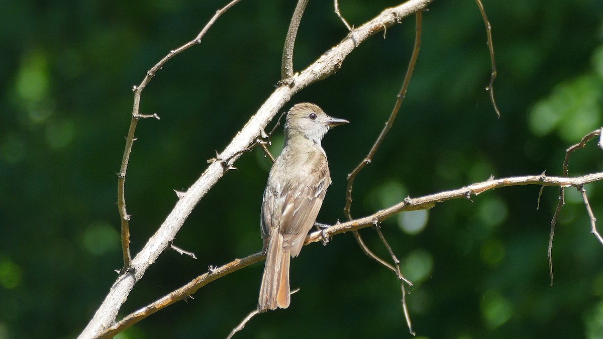 Great Crested Flycatcher - ML588678971