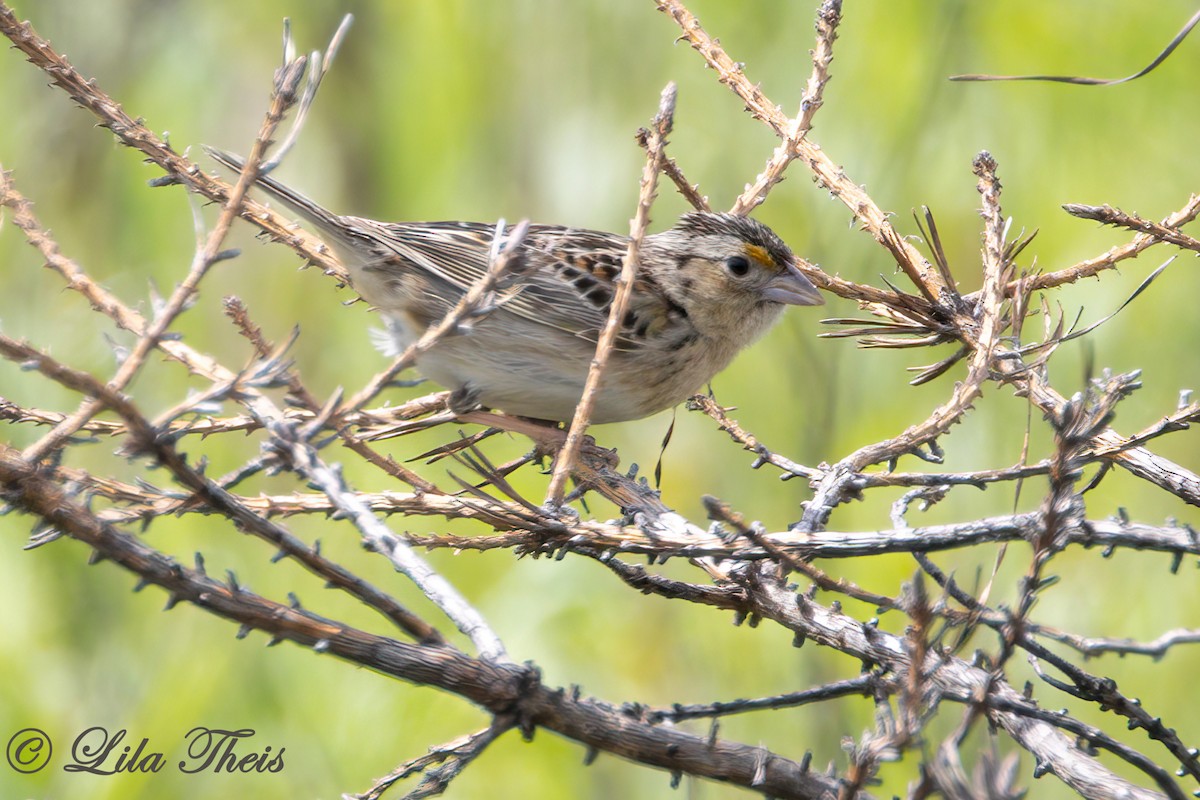 Grasshopper Sparrow - ML588680101