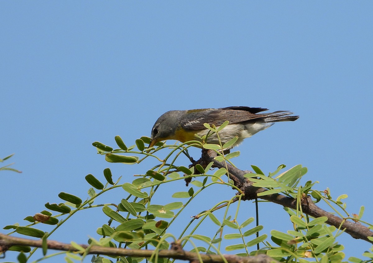 Northern Parula - Mary Tannehill