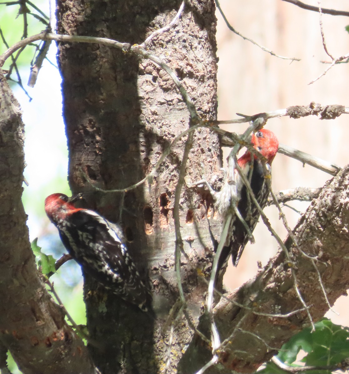 Red-breasted Sapsucker - ML588681141