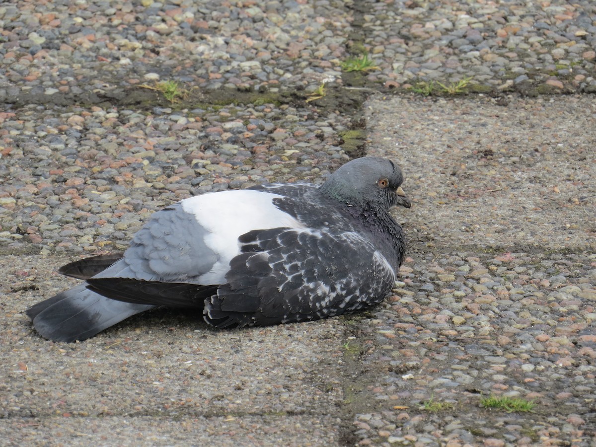Rock Pigeon (Feral Pigeon) - ML588681631