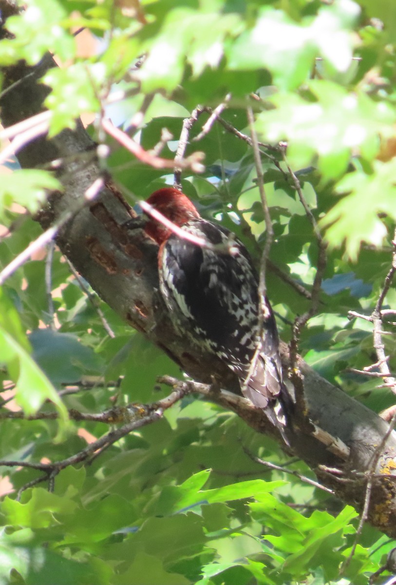 Red-breasted Sapsucker - ML588682191