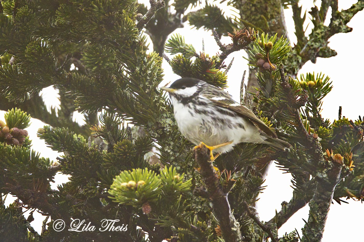 Blackpoll Warbler - Lila Theis