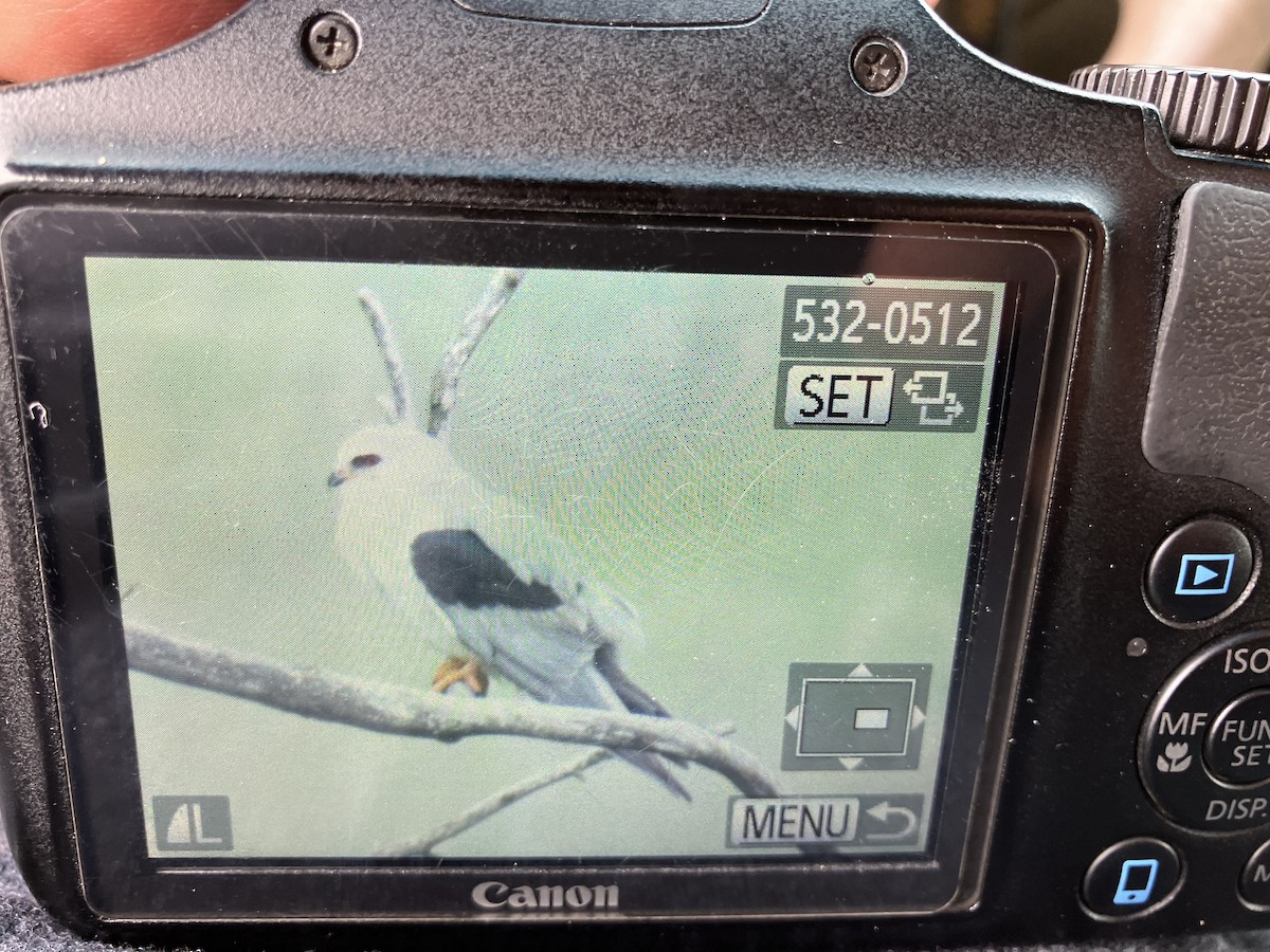 eBird Checklist 26 Jun 2023 54201, Algoma USWI (44.6945,87.3731