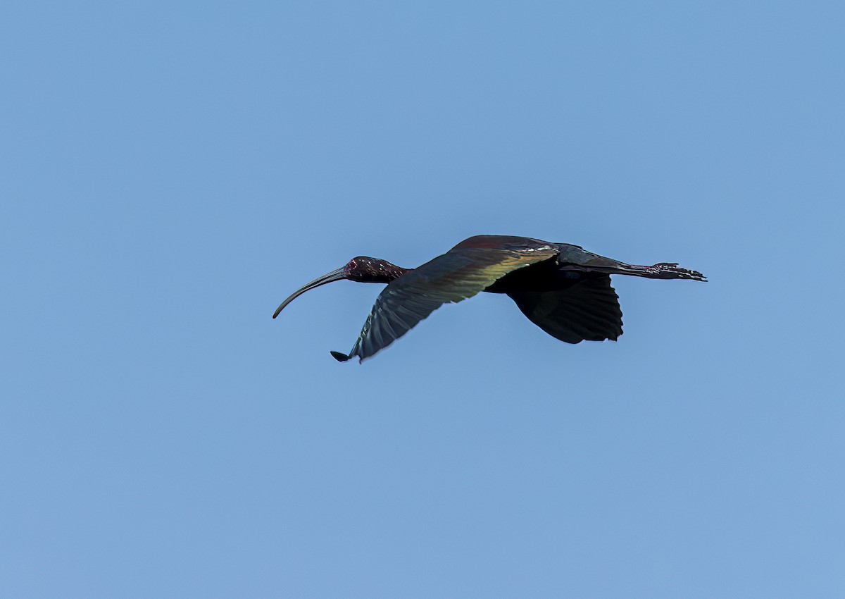 ibis americký - ML588685451